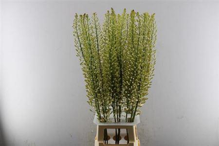 Eremurus 'Alaska'