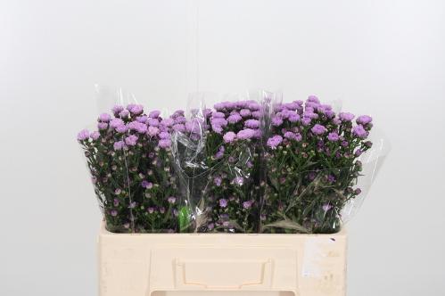 Aster (Novi-belgii Grp) Double Date Pink