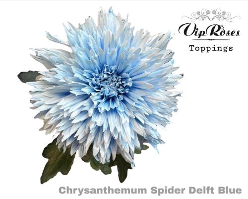 Chrysanthemum geplozen kas kleurbehandeld H%