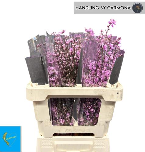 Genista kleurbehandeld H%