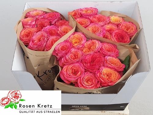 Rosa grootbloemig Campari