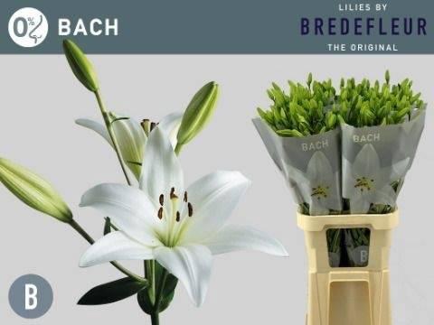 Lilium Longiflorum x Aziatische Grp 'Bach'