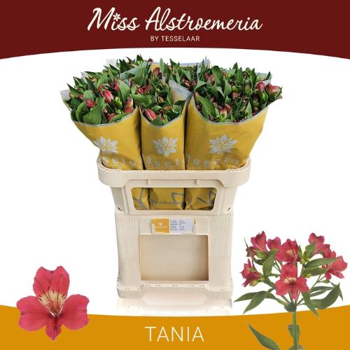 Alstroemeria Tania
