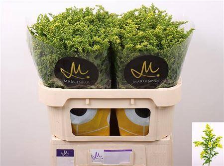 Solidago Carzan Glory