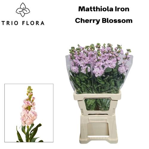 Matthiola incana 'Iron Cherry Blossom'