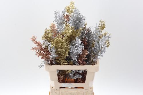 Ruscus kleurbehandeld H%