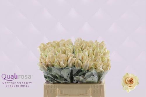 Rosa grootbloemig Quicksand