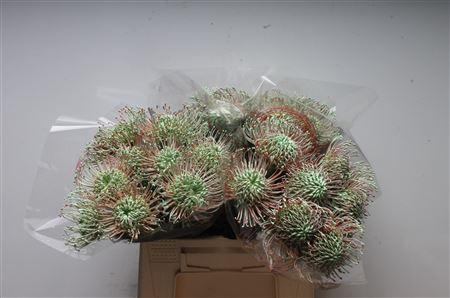 Leucospermum 'Naomi' kleurbehandeld H%