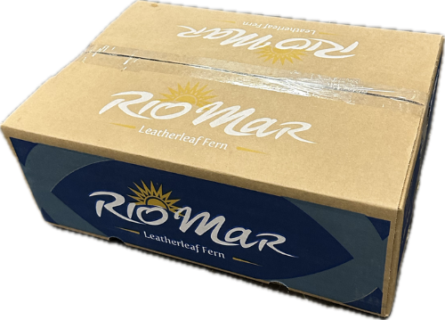 Arachniodes adiantiformis per bos