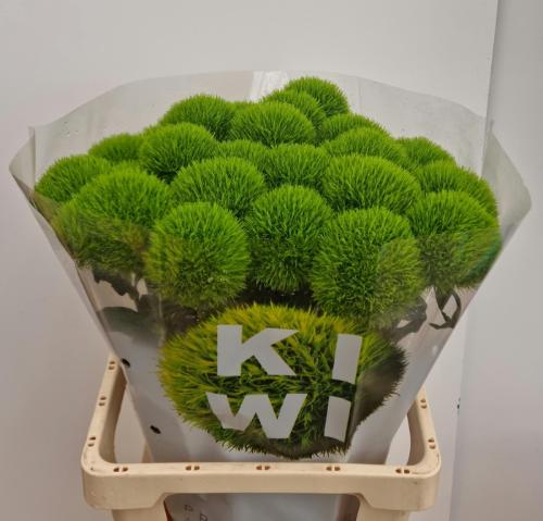 Dianthus barbatus Kiwi Mellow