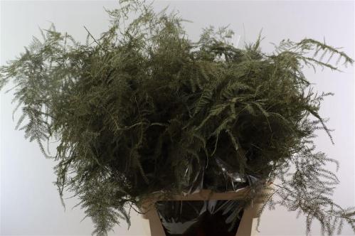 Asparagus overig kleurbehandeld H%