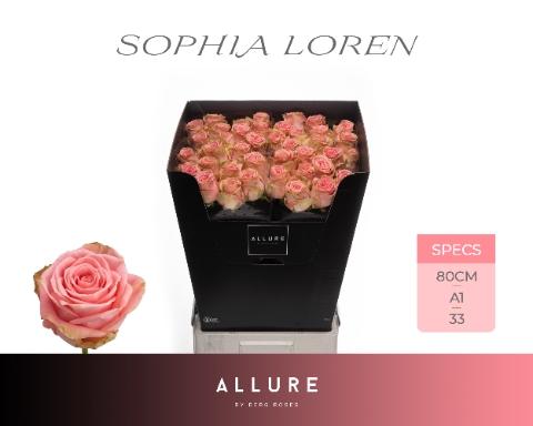 Rosa grootbloemig Sophia Loren