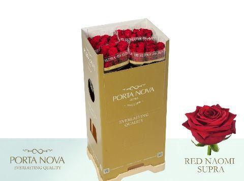 Rosa grootbloemig Red Naomi!