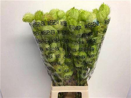 Siervruchten per tak Gomphocarpus fruticosus 'Moby Dick'