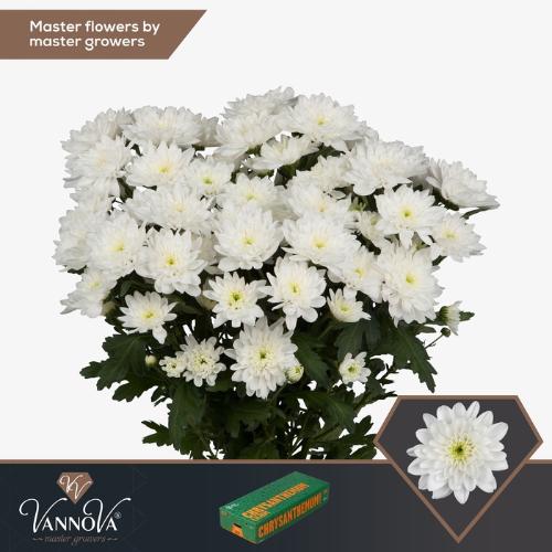 Chrysanthemum Indicum Grp tros kas Baltica