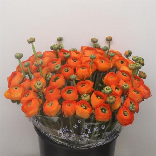 Ranunculus asiaticus Success Lambada