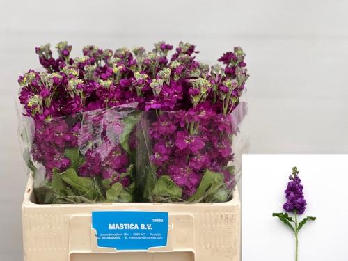 Matthiola incana 'Debora'