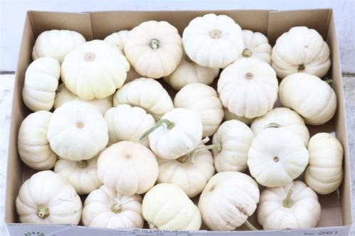 Siervruchten per stuk Cucurbita pepo 'Baby Boo'