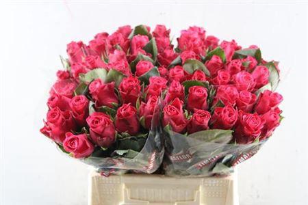 Rosa grootbloemig Tacazzi+