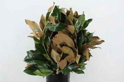 Magnolia grandiflora per bos