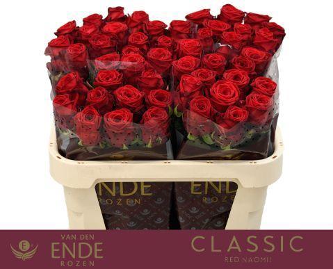 Rosa grootbloemig Red Naomi!