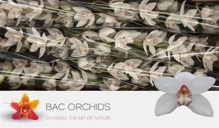 Cymbidium grootbloemig per tak 'Mrs. White Crystal'