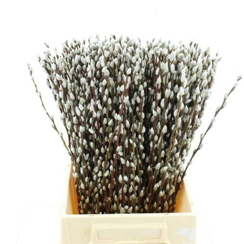 Salix caprea 'Snow Flake'