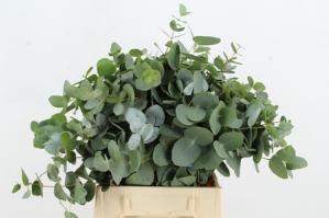 Eucalyptus cinerea