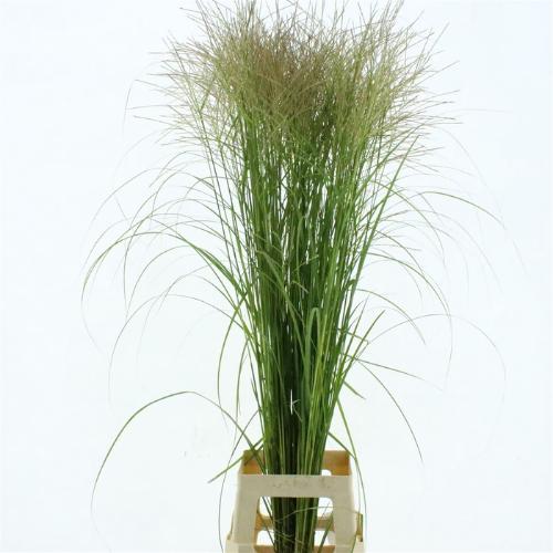 Miscanthus sinensis overig