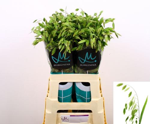 Chasmanthium latifolium