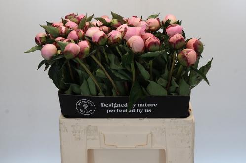 Paeonia Lactiflora Grp 'Nick Shaylor'