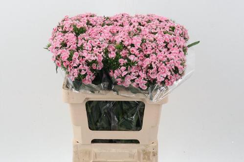 Campanula medium 'Champion Lilac'