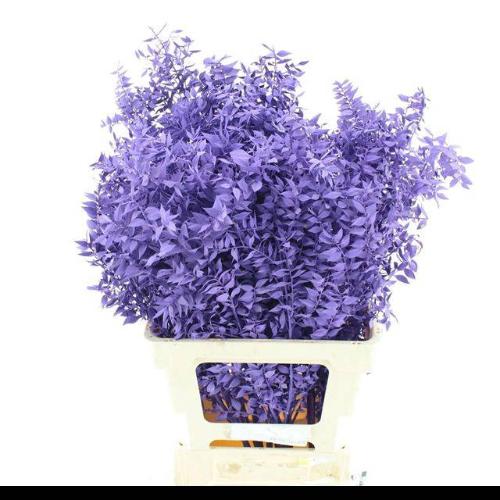 Ruscus kleurbehandeld H%