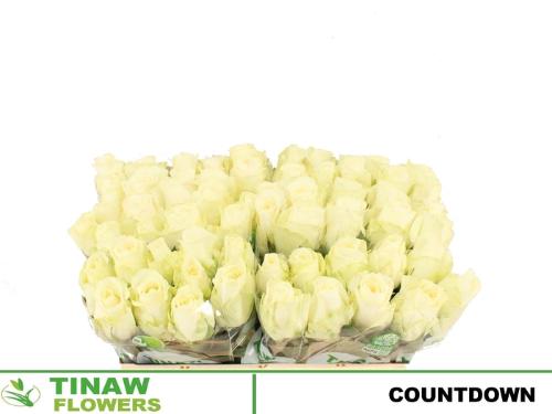 Rosa grootbloemig Countdown!