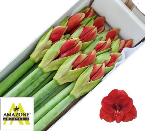 Hippeastrum Galaxy Grp 'Ferrari'