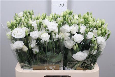 Eustoma russellianum gevuldbloemig 'Rosita White'