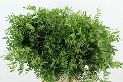 Pistacia (blad) per bos