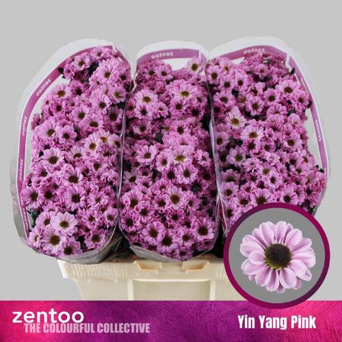 Chrysanthemum (Indicum Grp) tros santini Yin Yang Pink