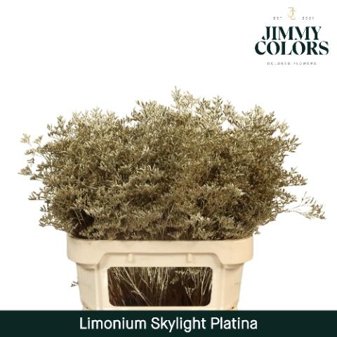 Limonium overig kleurbehandeld H%