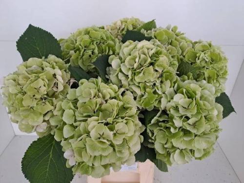 Hydrangea macrophylla 'Verena' (classic)