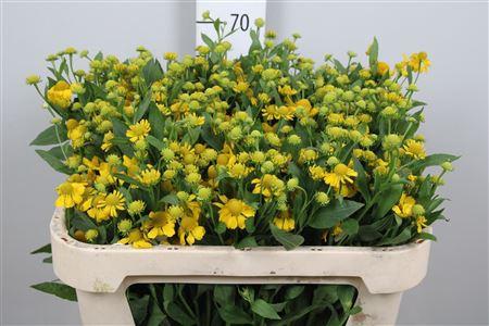 Helenium 'Kanaria'