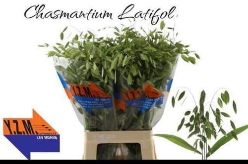 Chasmanthium latifolium