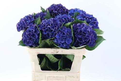 Hydrangea macrophylla Royal King