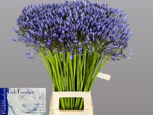 Agapanthus 'Blue Giant'