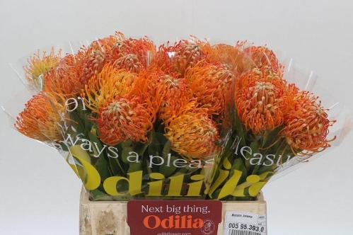 Leucospermum 'Jelena'