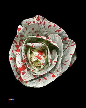 Brassica oleracea kleurbehandeld H%