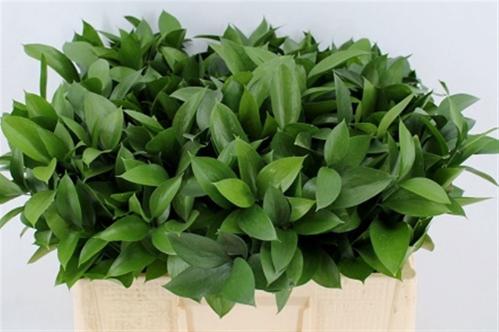 Ruscus hypophyllum (groot blad)