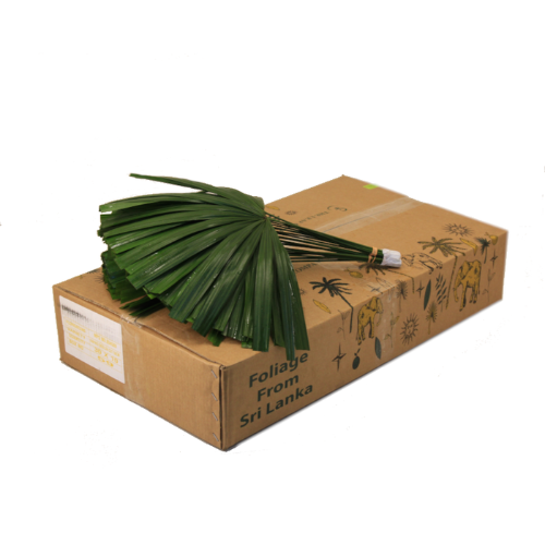 Chamaerops sp. (blad)