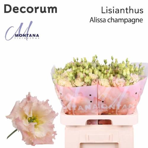 Eustoma russellianum gevuldbloemig 'Alissa Champagne'