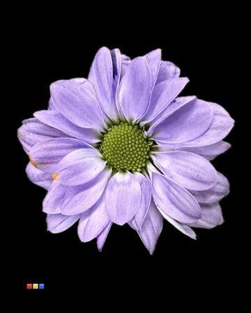Chrysanthemum Indicum Grp tros santini kleurbehandeld H%